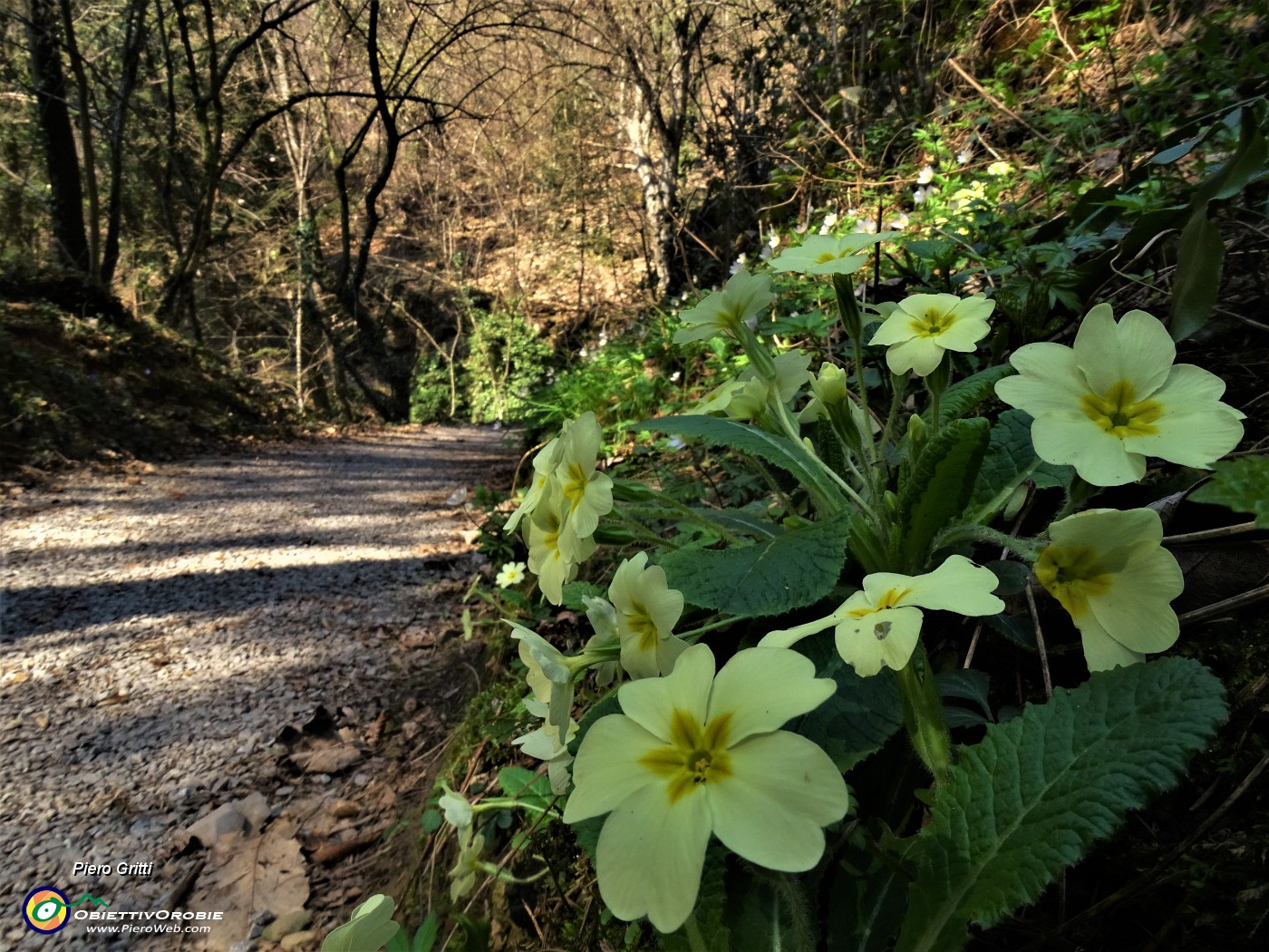 16 Primula vulgaris (Primula comune).JPG